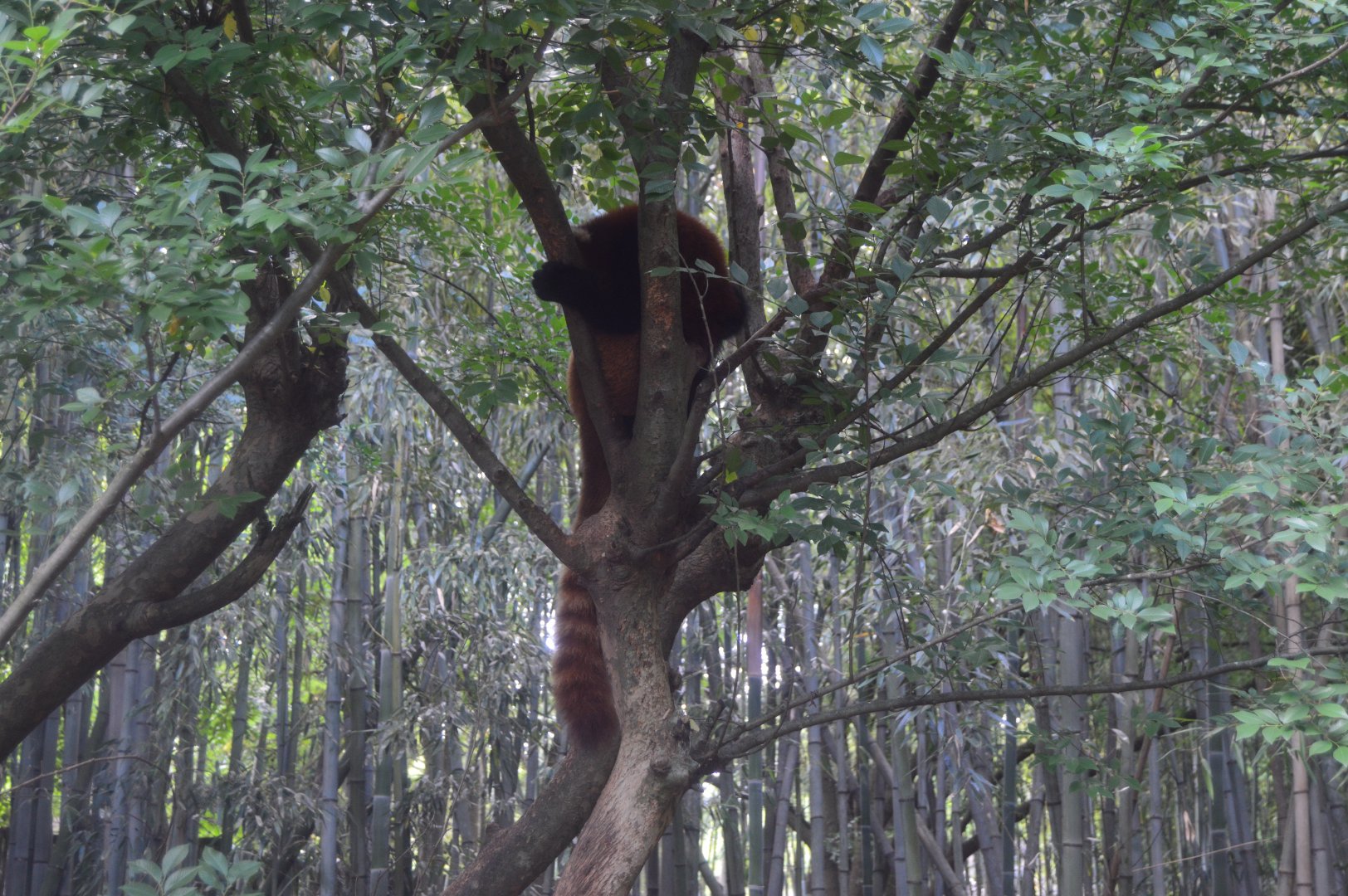 Asia - Red Panda (in an actual tree)