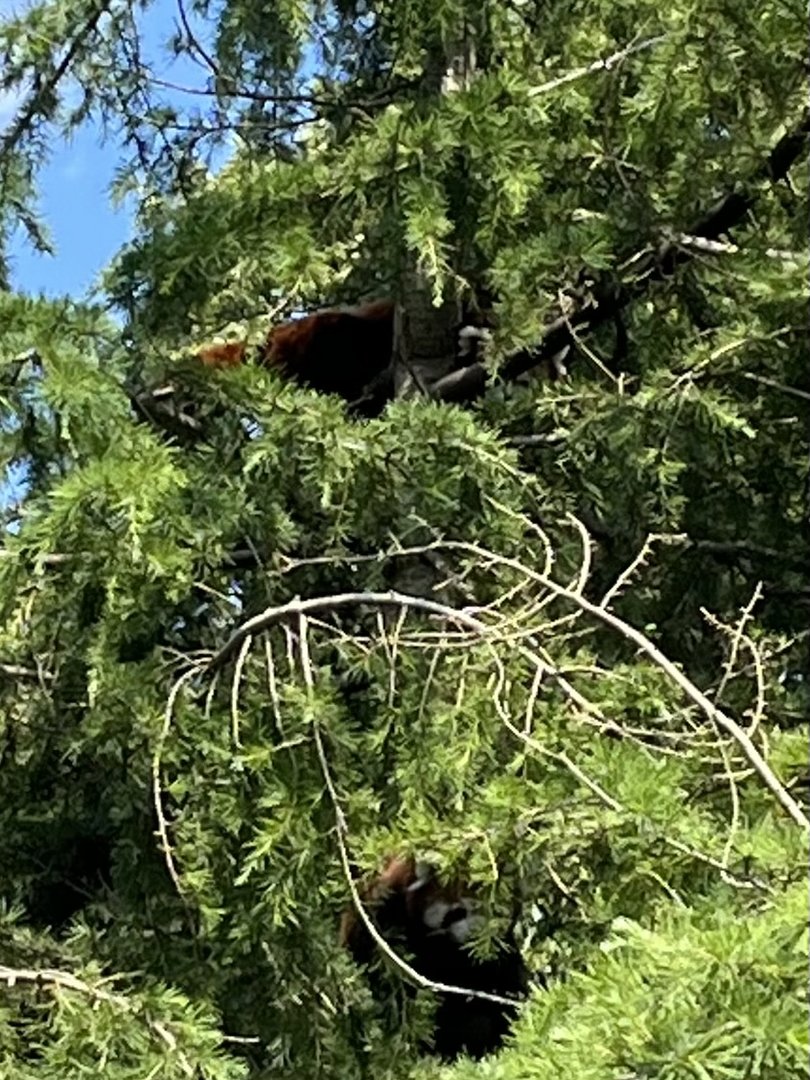 Asia- Red pandas 13.7.23
