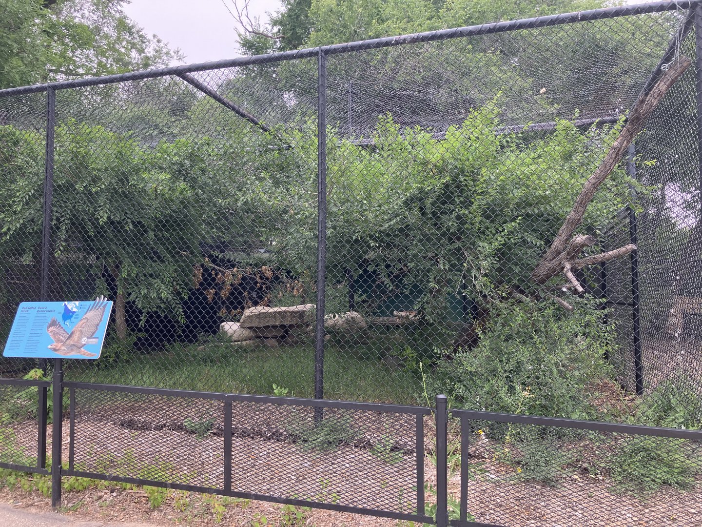Asia - Red-Tailed Hawk Exhibit