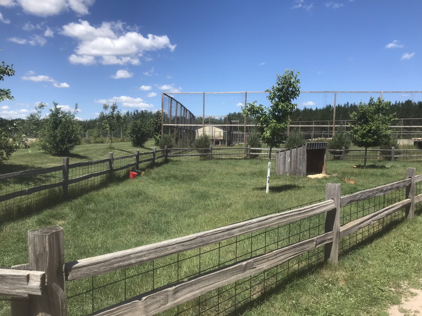 “Asia” - Reeve’s Muntjac Exhibit