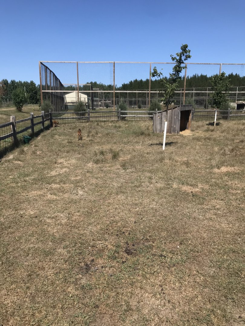 Asia- reeve’s muntjac