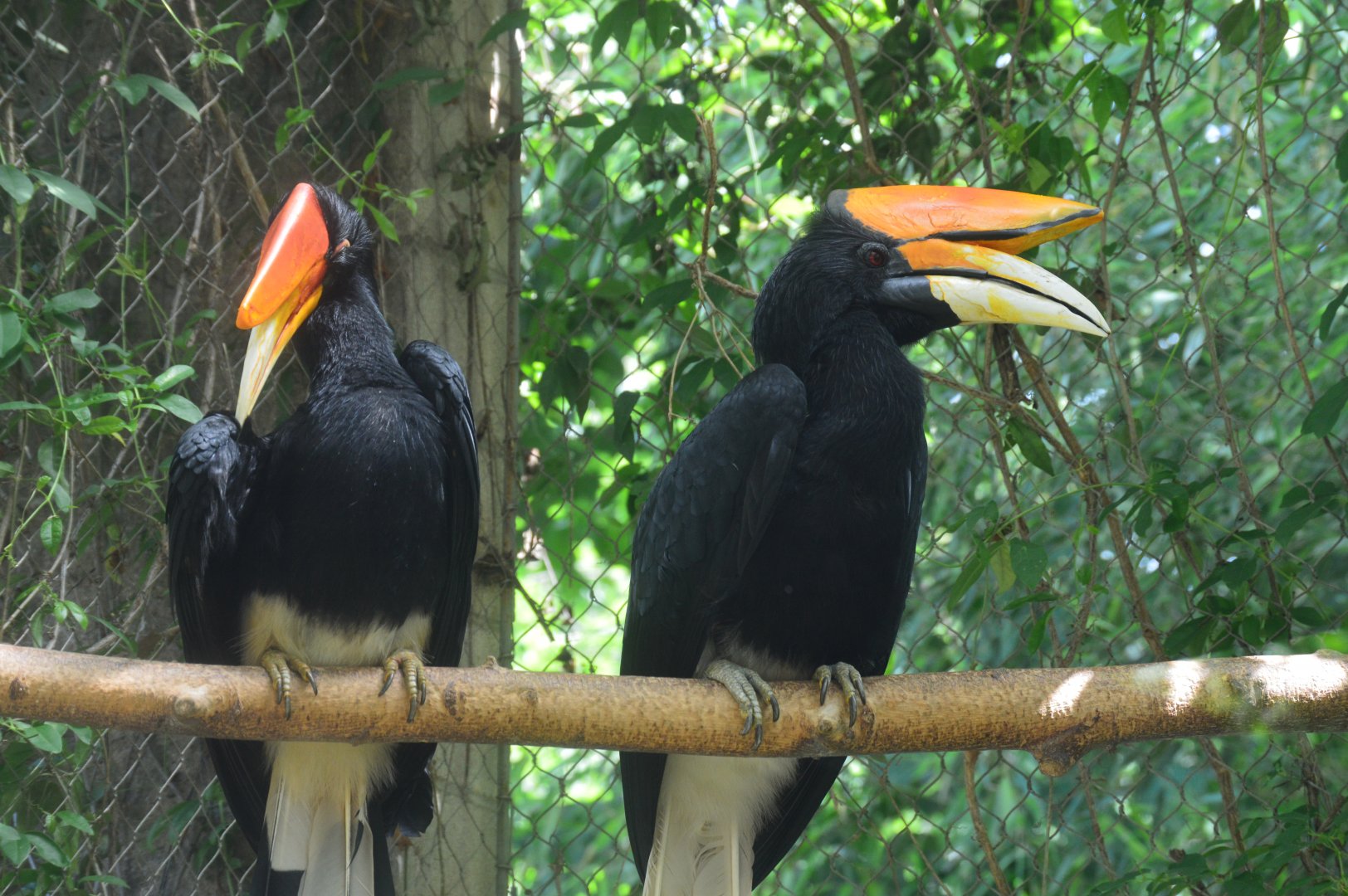 Asia - Rhinoceros Hornbill