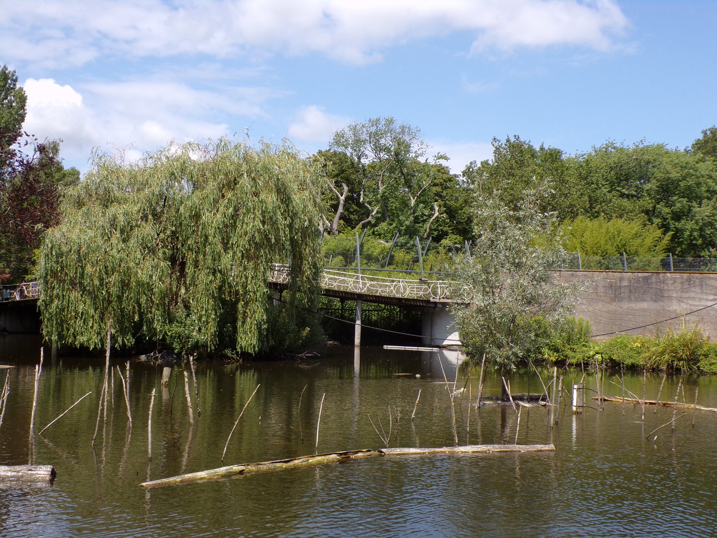 Asia- Ring-tailed lemur island 13.7.23