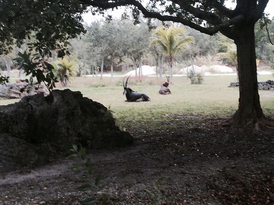 Asia- Sable Antelope