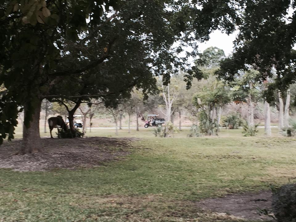 Asia- Sable Antelope