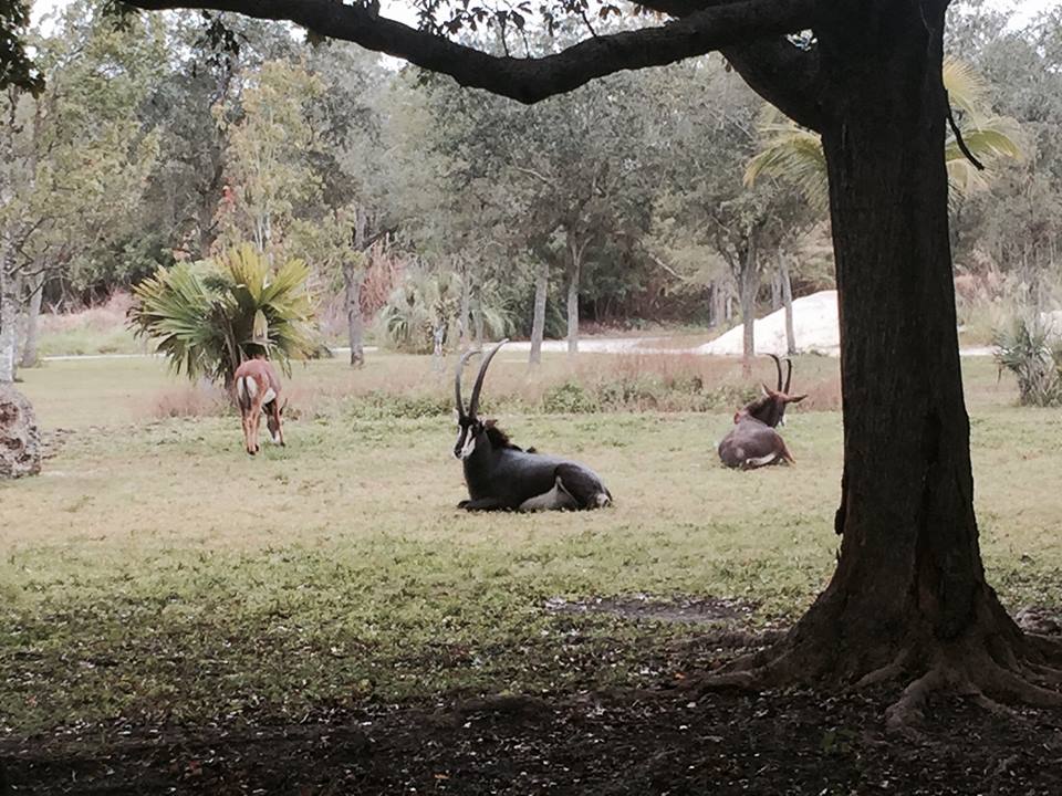 Asia- Sable Antelope