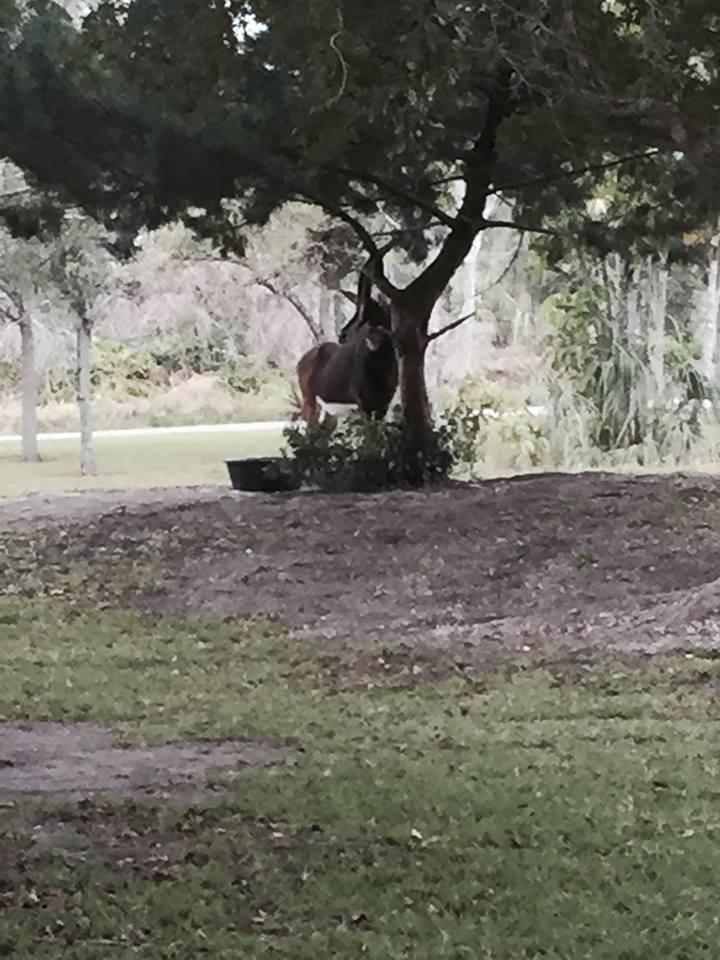 Asia- Sable Antelope