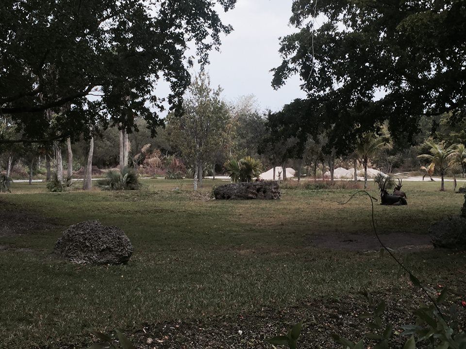 Asia- Sable Antelope