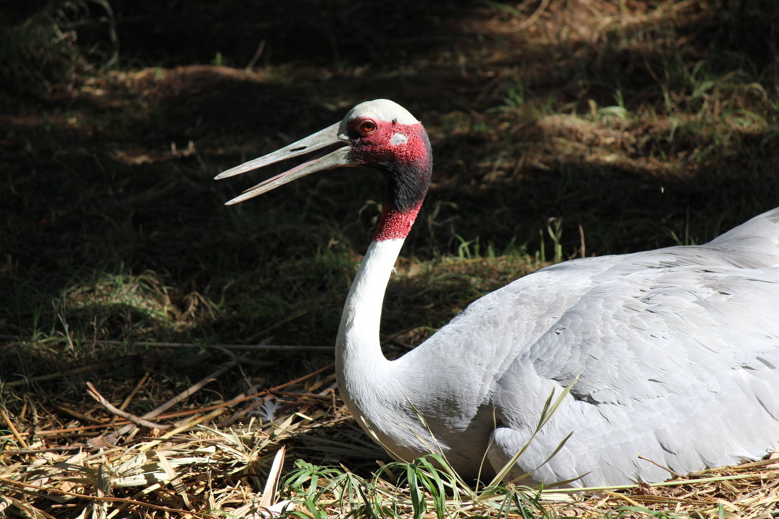 Asia - Sarus Crane