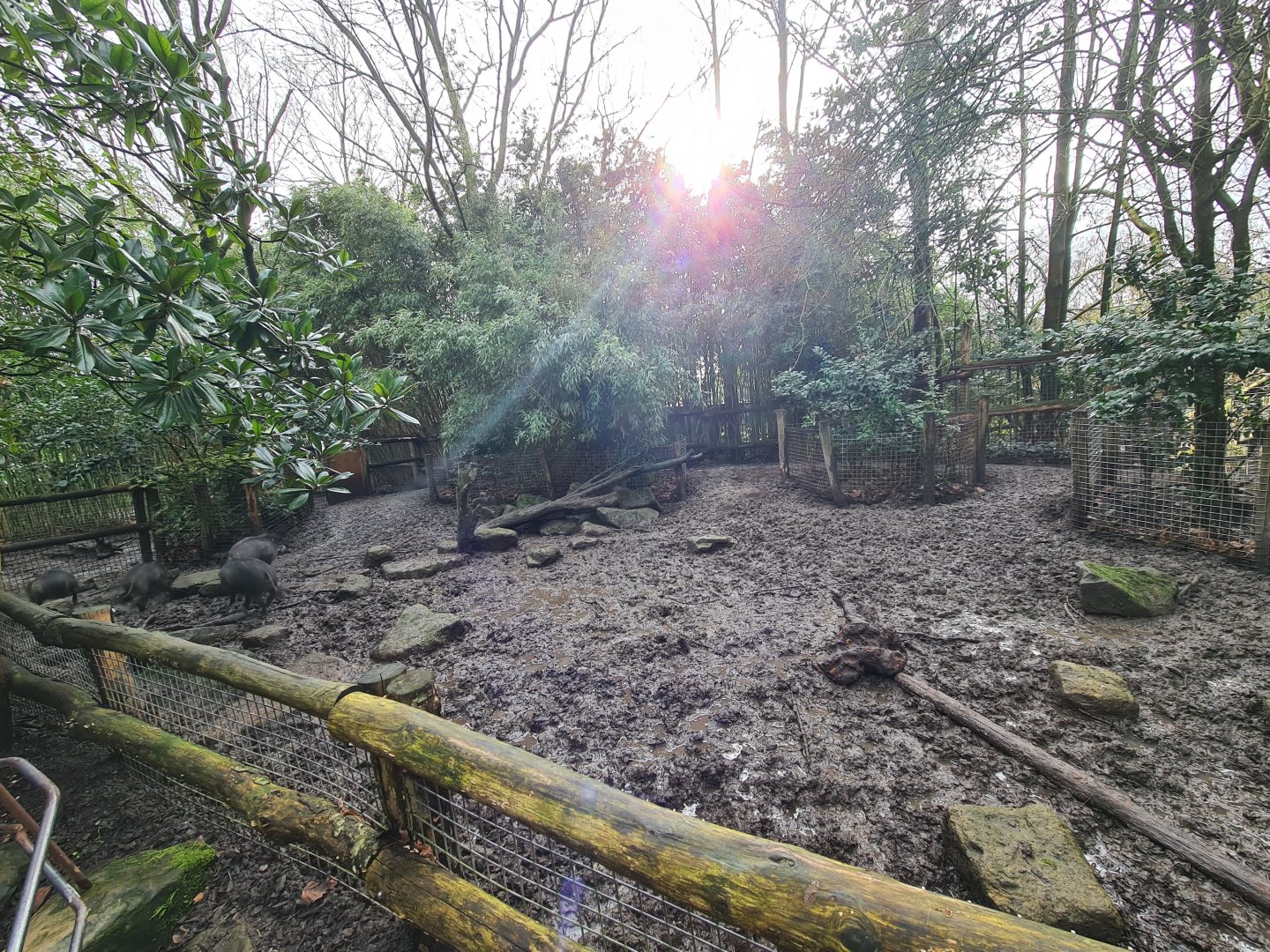 Asia - Second half of Visayan warty pig enclosure