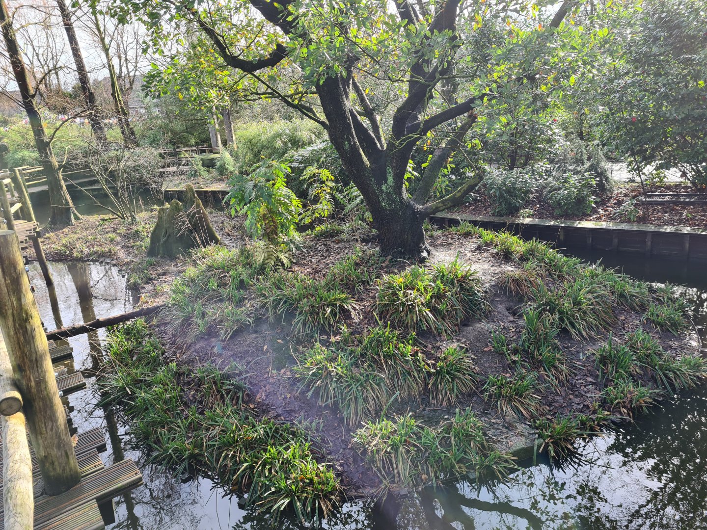 Asia - Second Red panda enclosure
