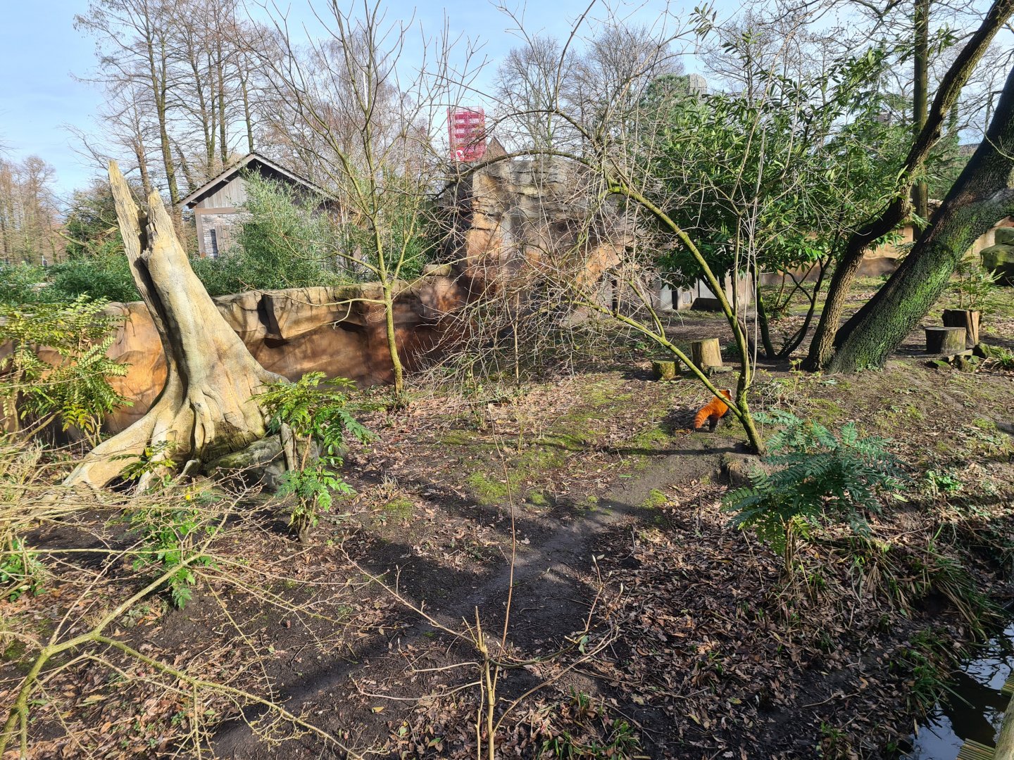 Asia - Second red Panda enclosure