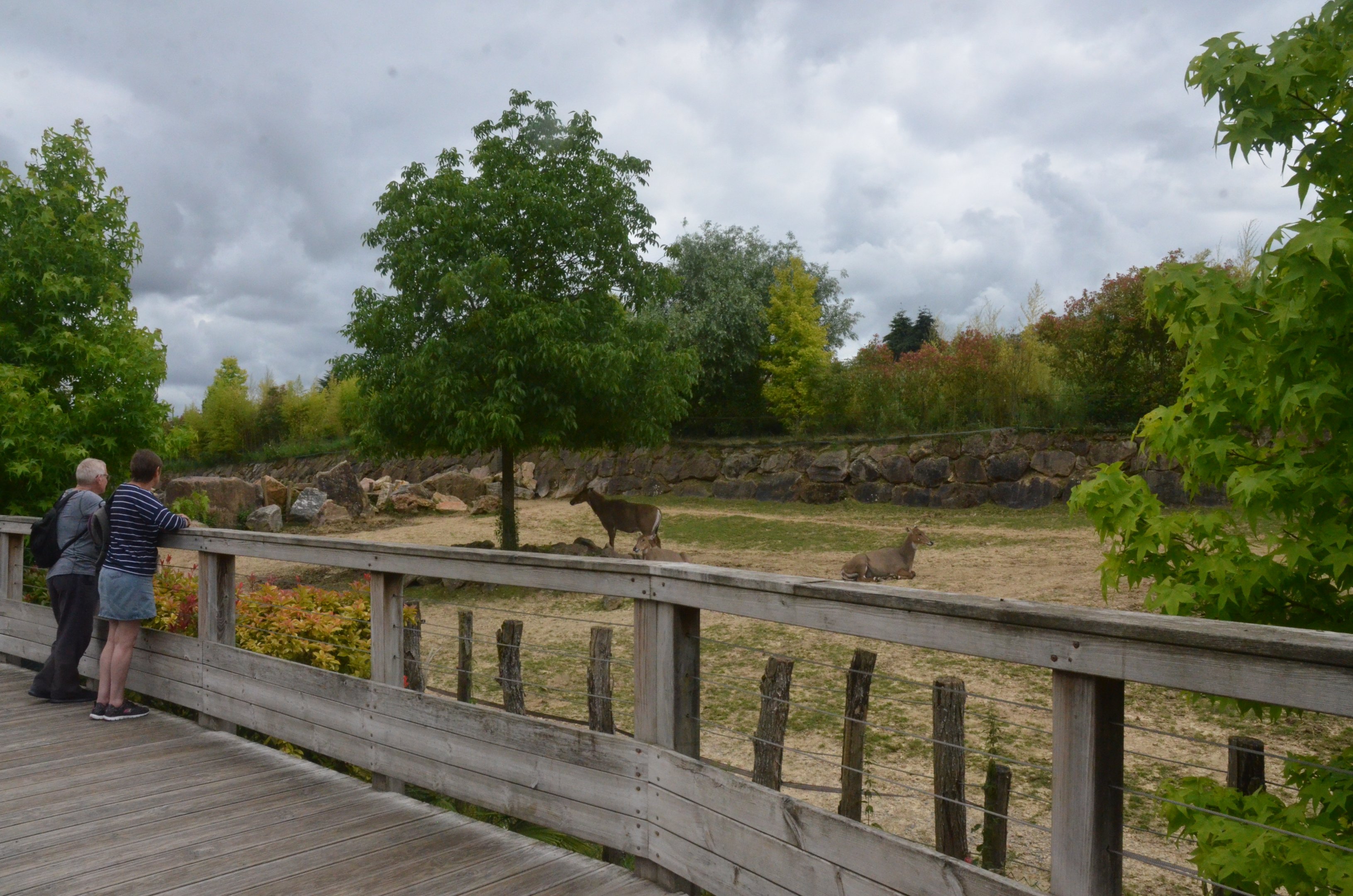 Asia Section Viewing at Beauval, 12/06/18