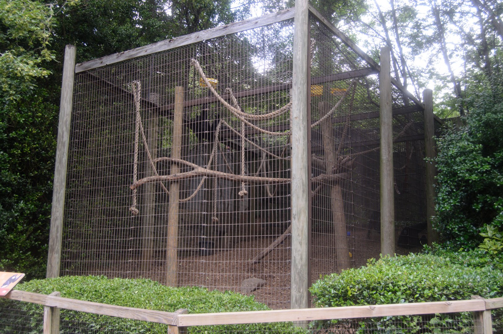 Asia - Siamang Exhibit