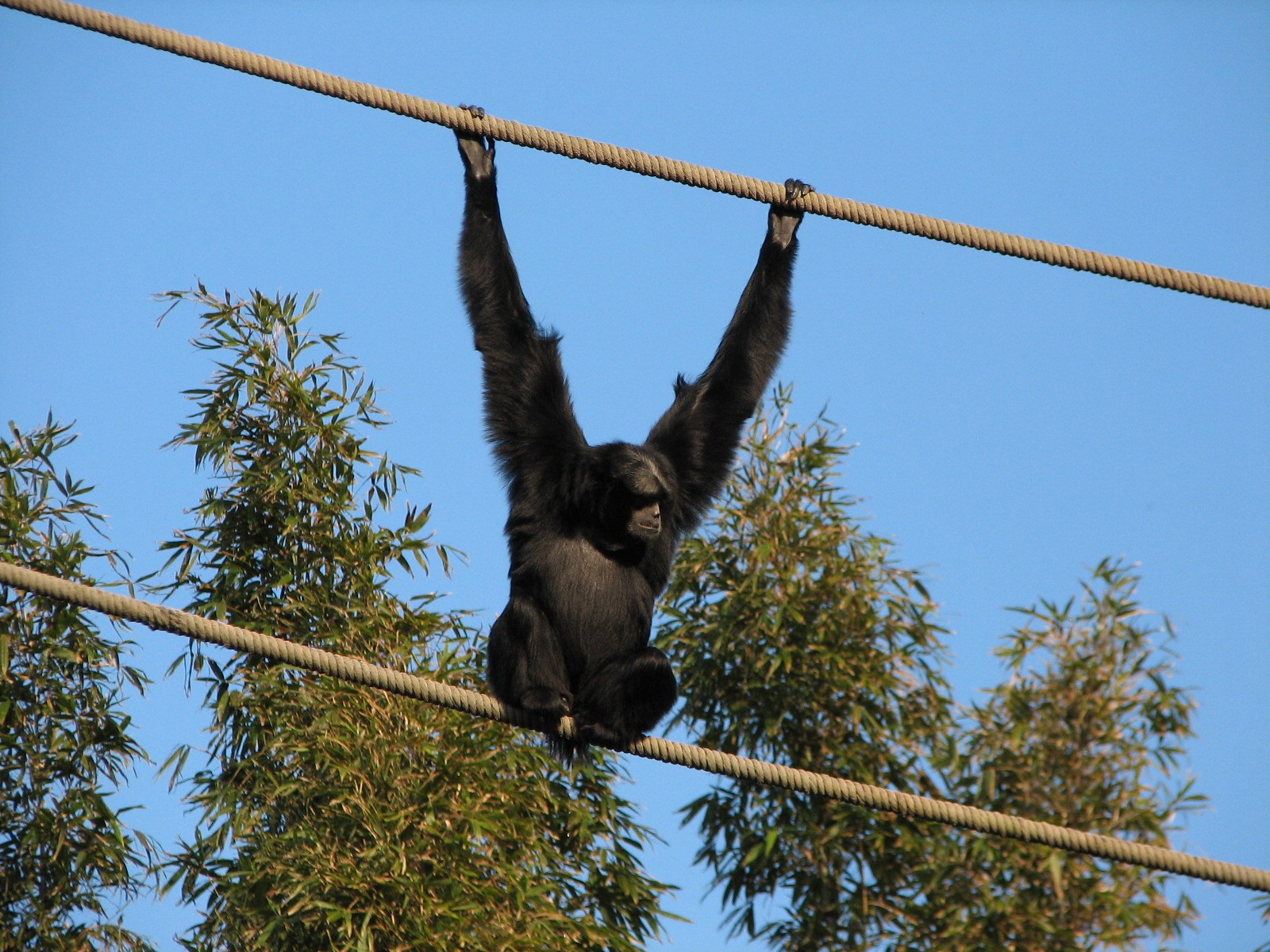 Asia - Siamang Exhibit