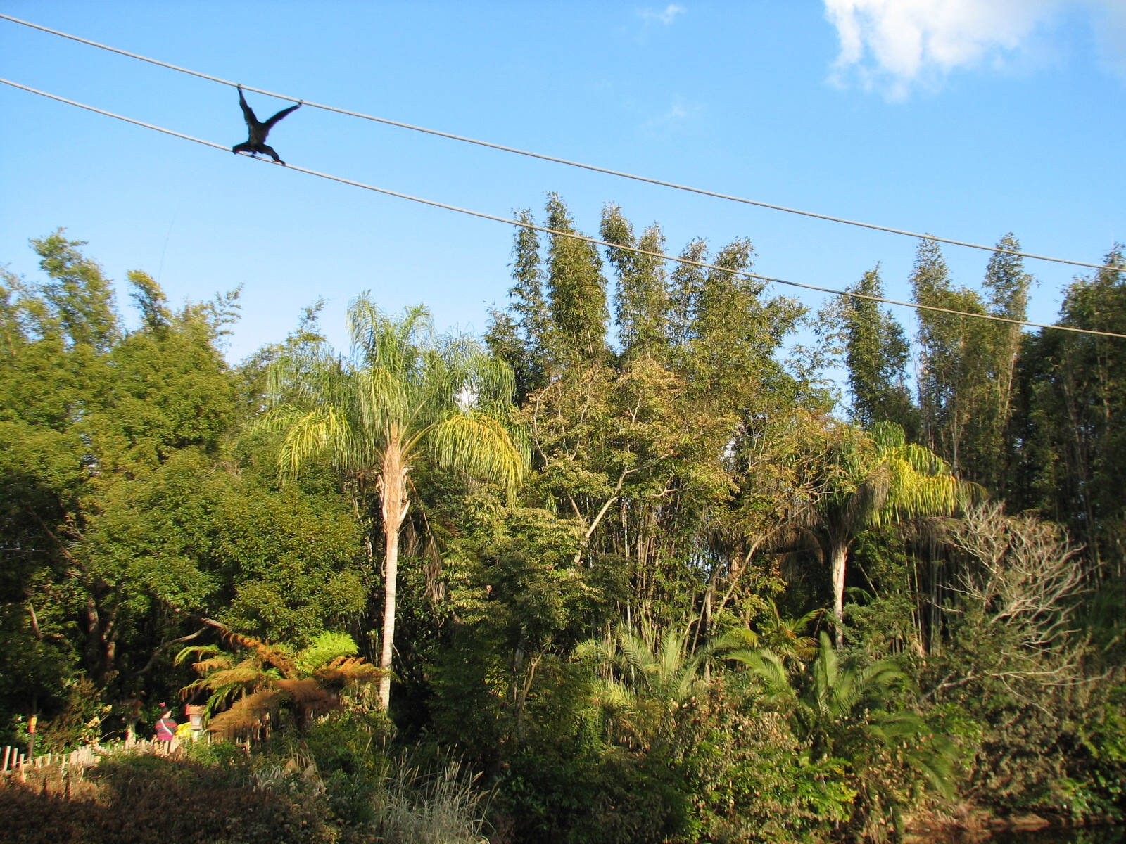 Asia - Siamang Exhibit