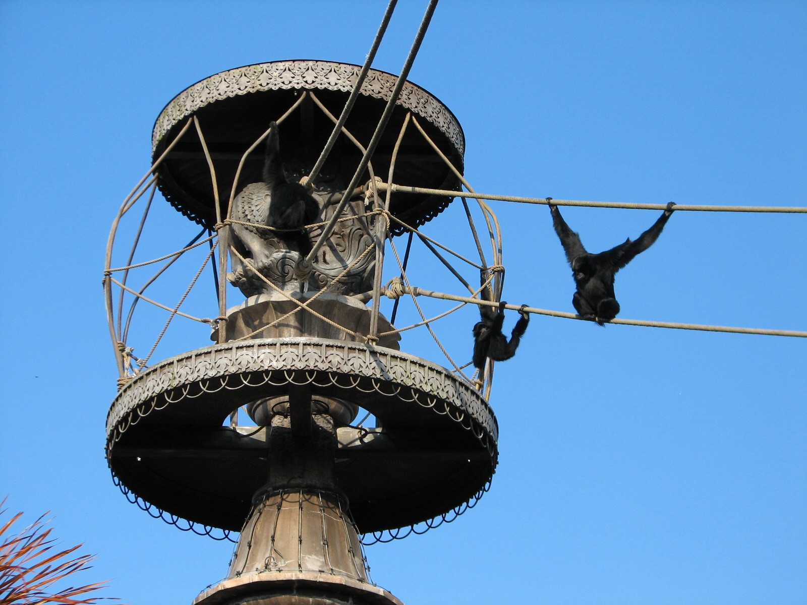 Asia - Siamang Exhibit
