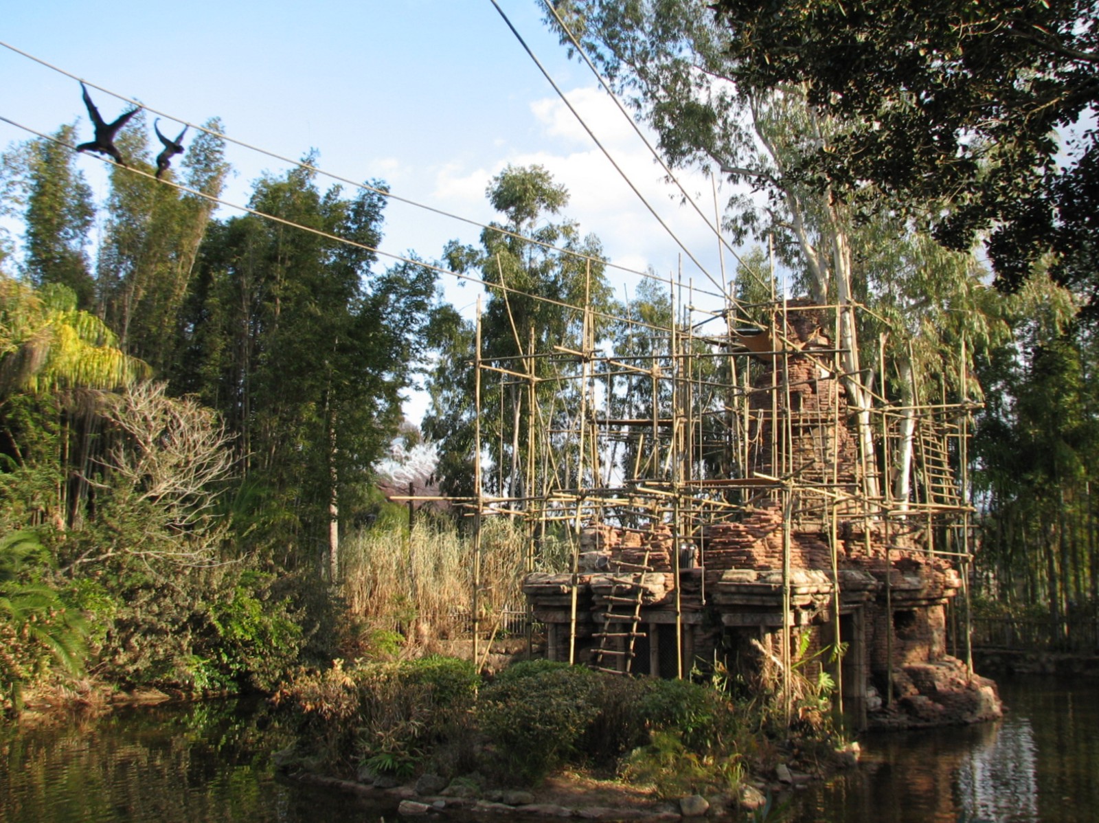Asia - Siamang Exhibit