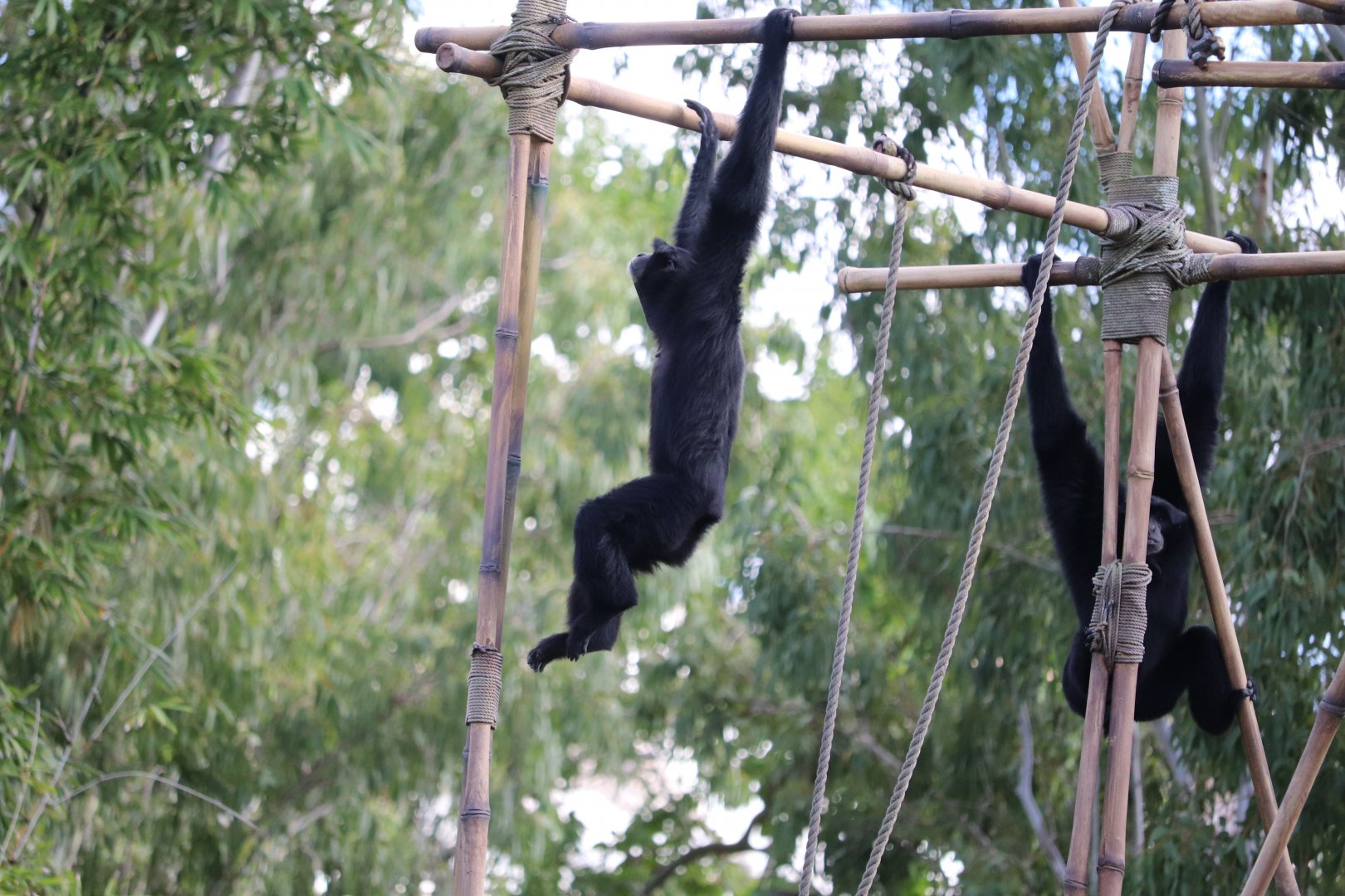 Asia - Siamang