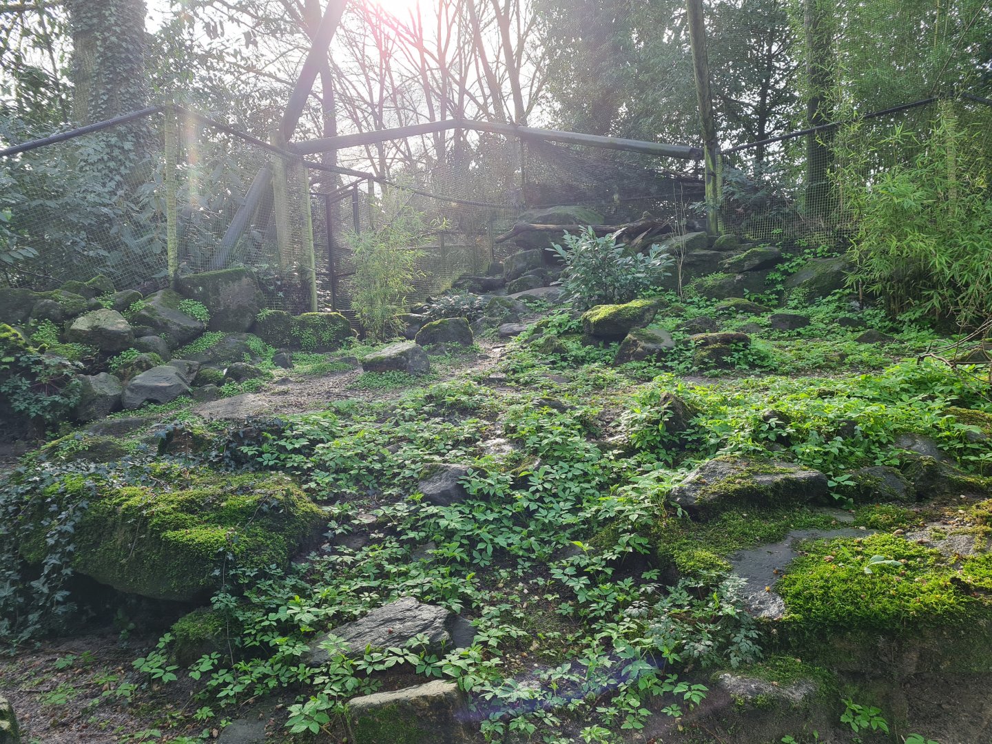 Asia - Siberian Pallas' cat enclosure