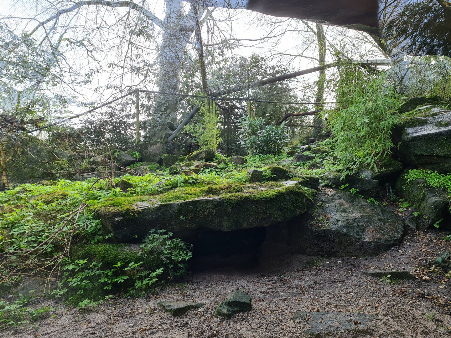 Asia - Siberian Pallas' cat enclosure