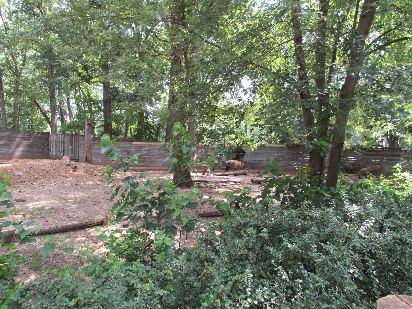Asia - Sichuan Takin Exhibit