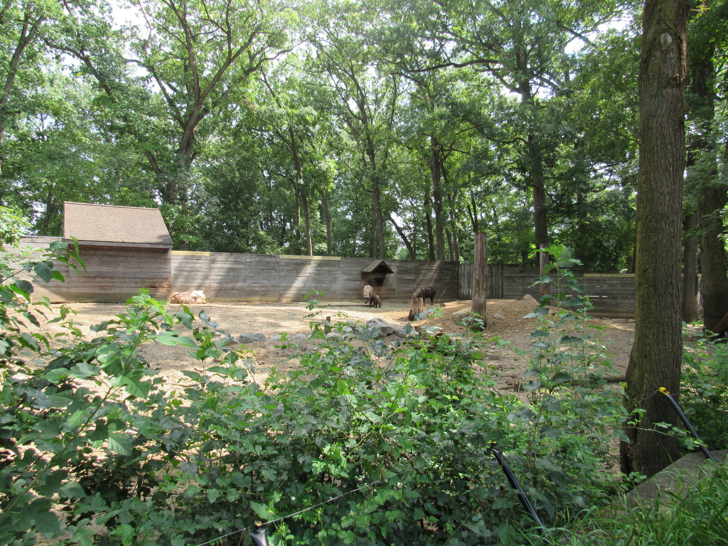 Asia - Sichuan Takin Exhibit