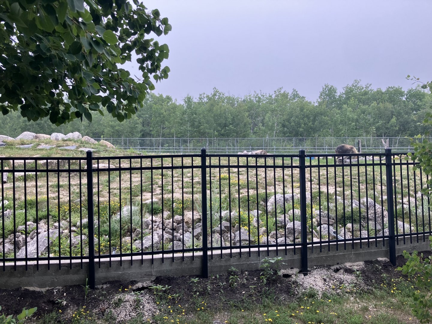 Asia - Sichuan Takin Exhibit