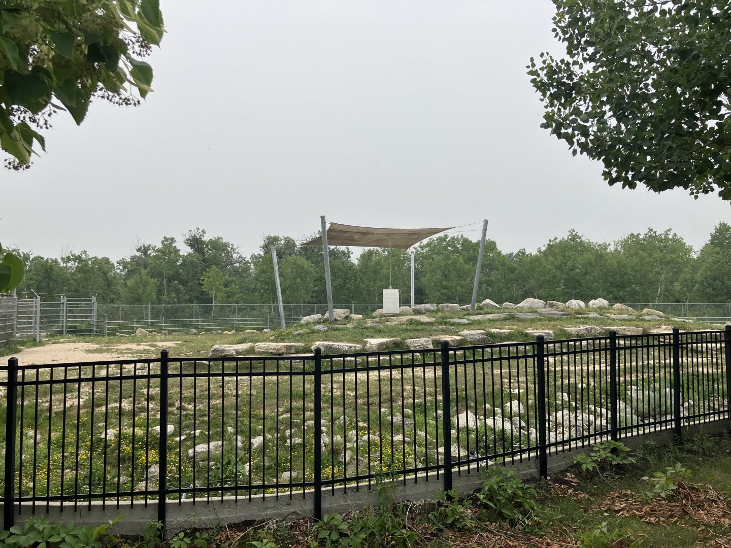 Asia - Sichuan Takin Exhibit