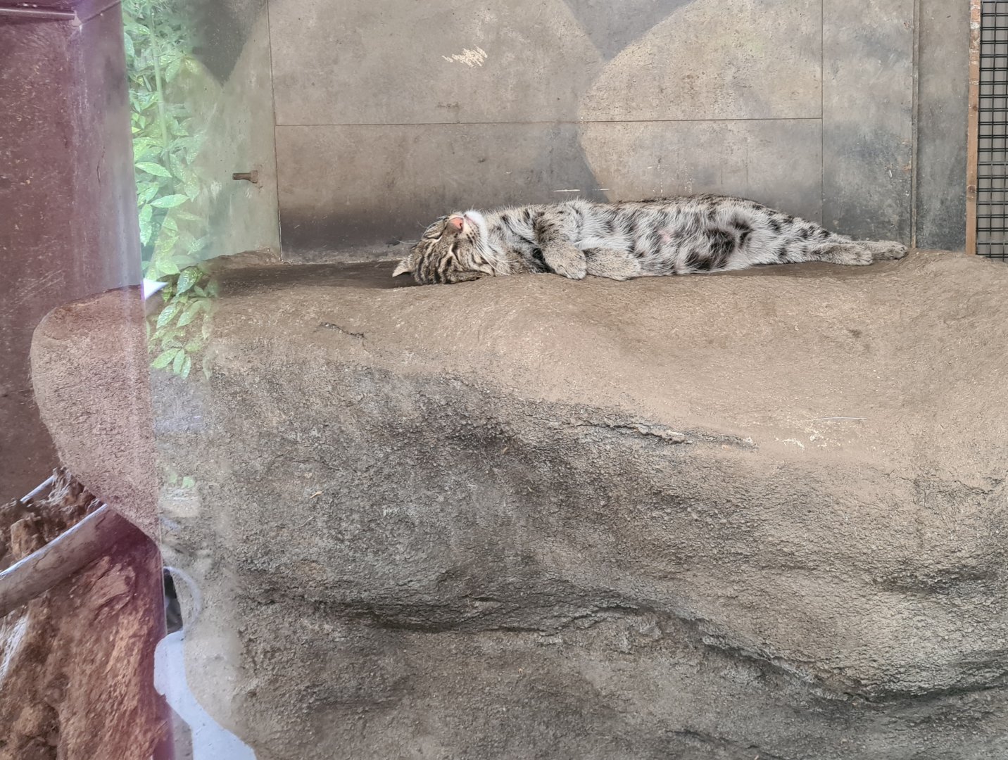 Asia - Sleeping fishing cat