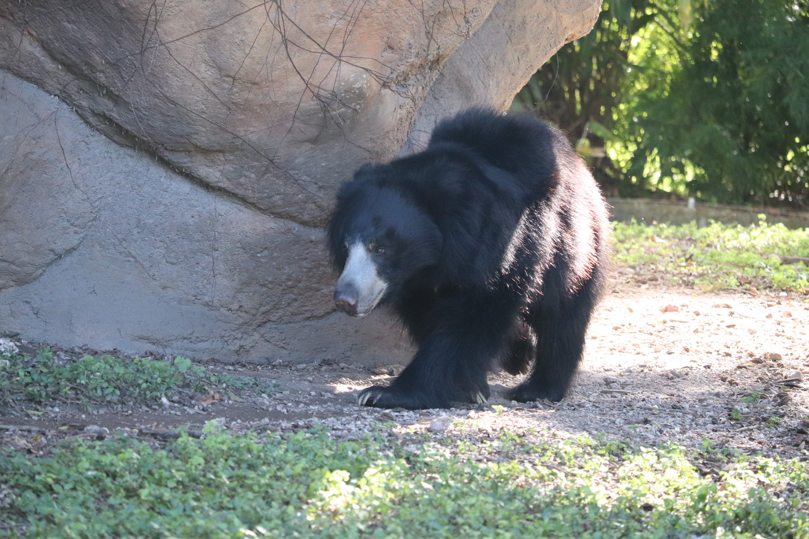 Asia - Sloth Bear