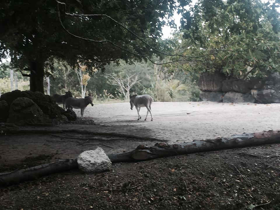 Asia- Somali Wild Ass