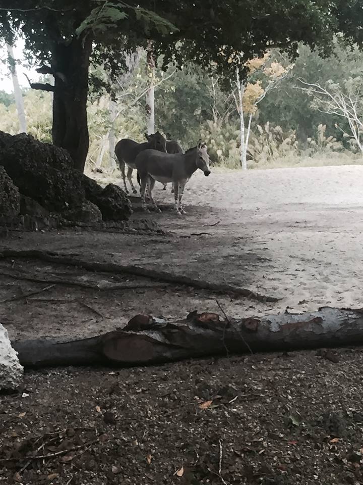 Asia- Somali Wild Ass