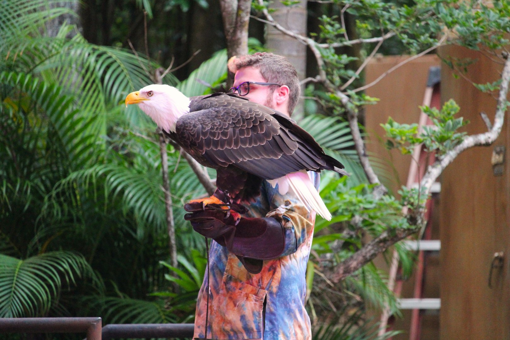 Asia - Southern Bald Eagle