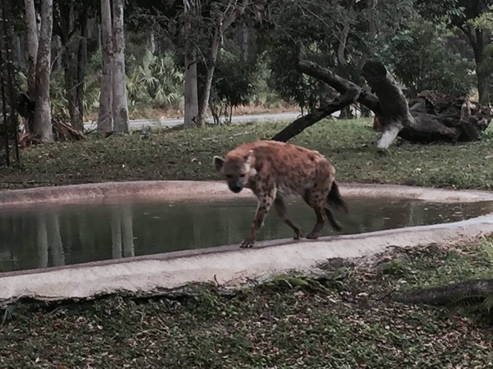 Asia- Spotted Hyena