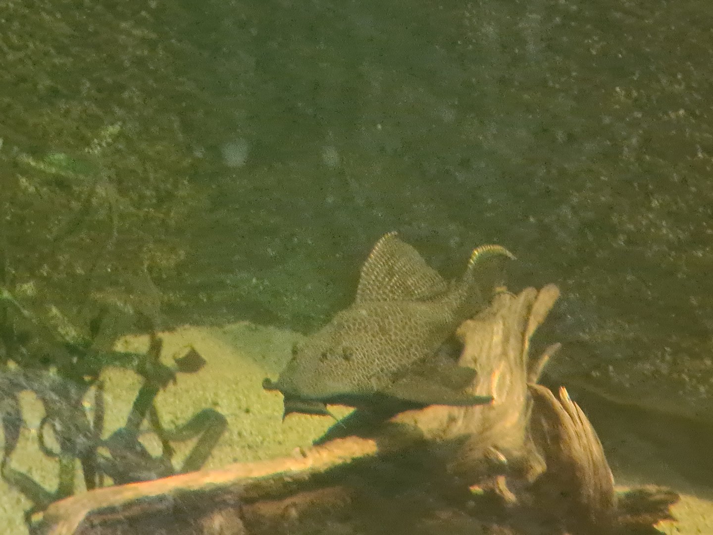 Asia - Spotted sailfin suckermouth catfish in Taman Indah