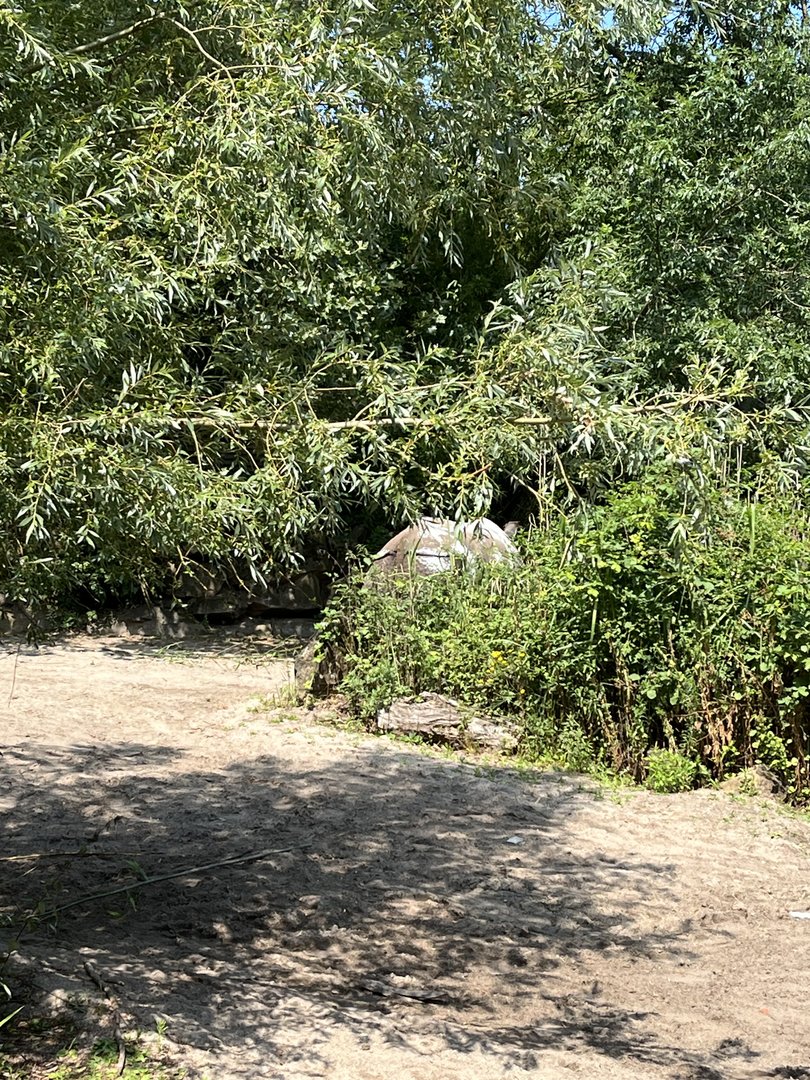 Asia- Strange coloured Indian rhino 13.7.23