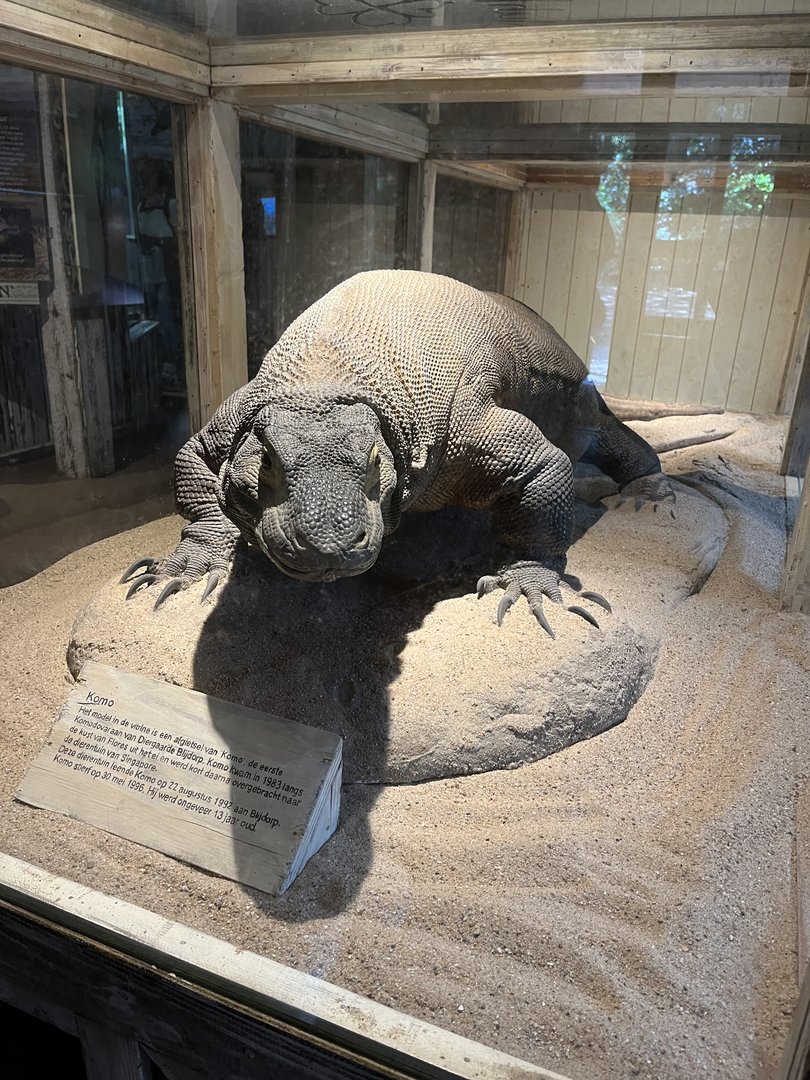 Asia- Stuffed Komodo dragon “Komo” 13.7.23