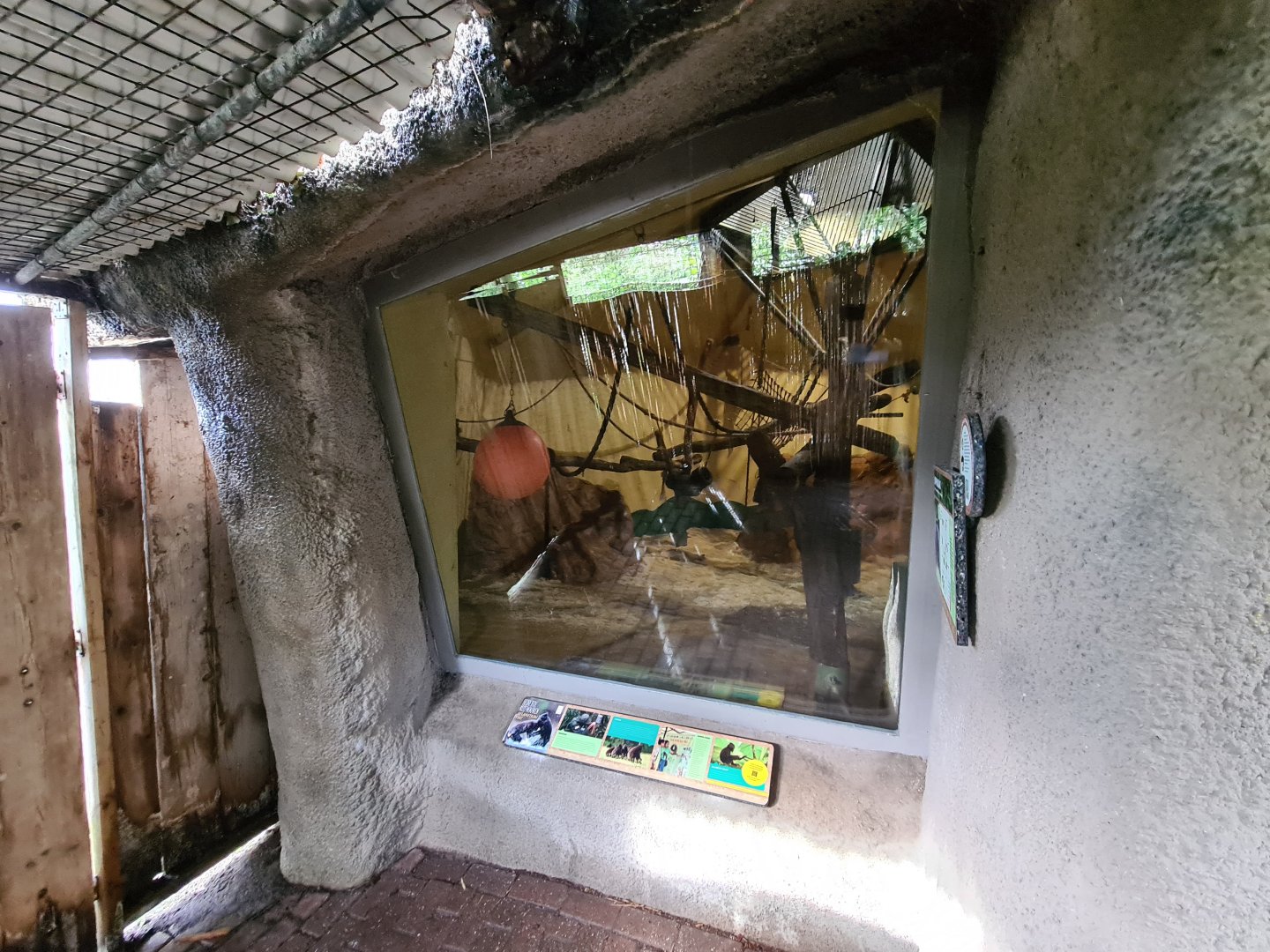 Asia - Sulawesi Black Crested macaque indoor holding