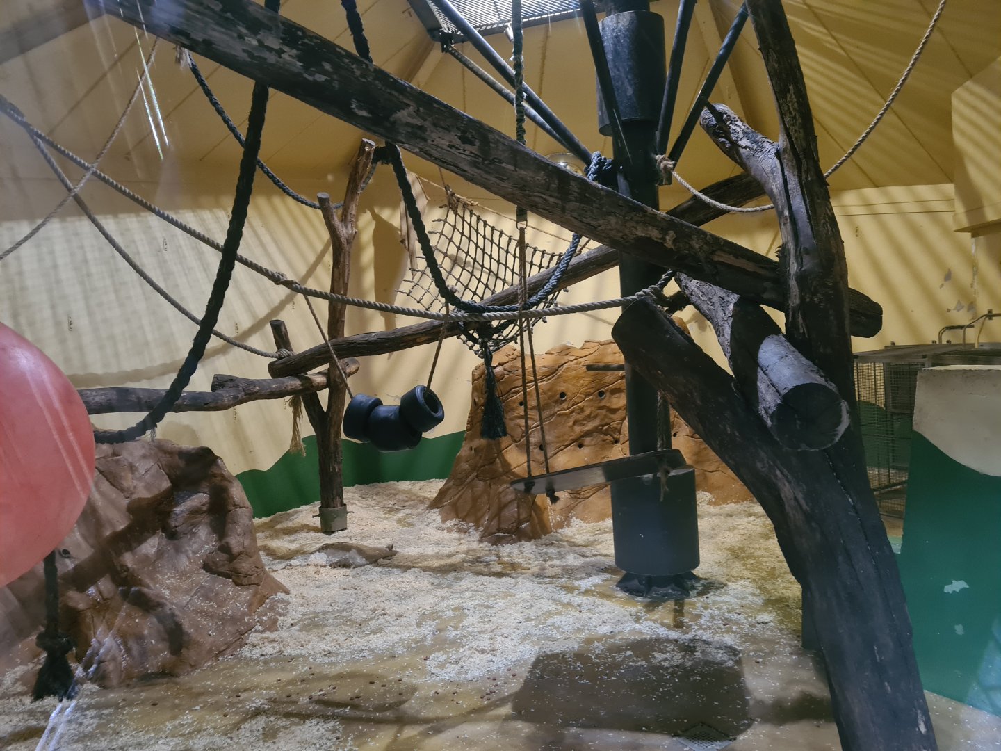 Asia - Sulawesi Black Crested macaque indoor holding