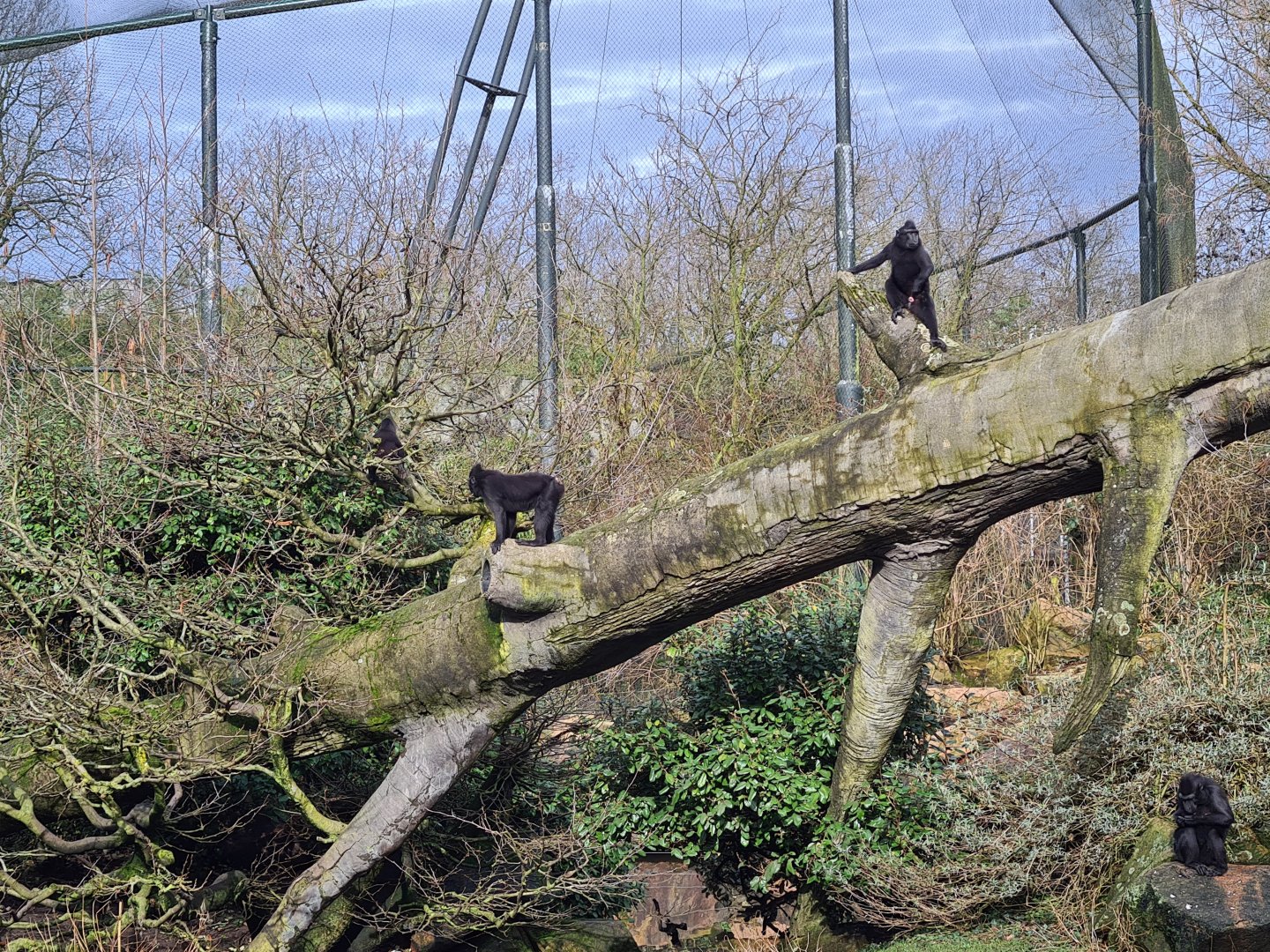 Asia - Sulawesi Black Crested macaques