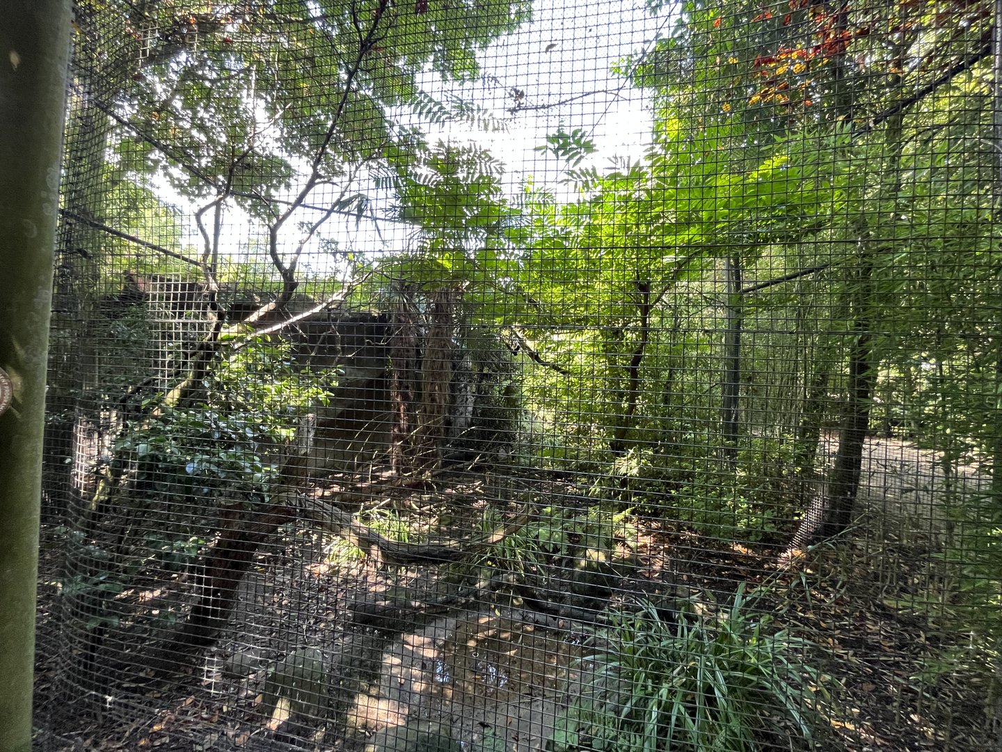 Asia- Sumatran laughingthrush aviary 13.7.23