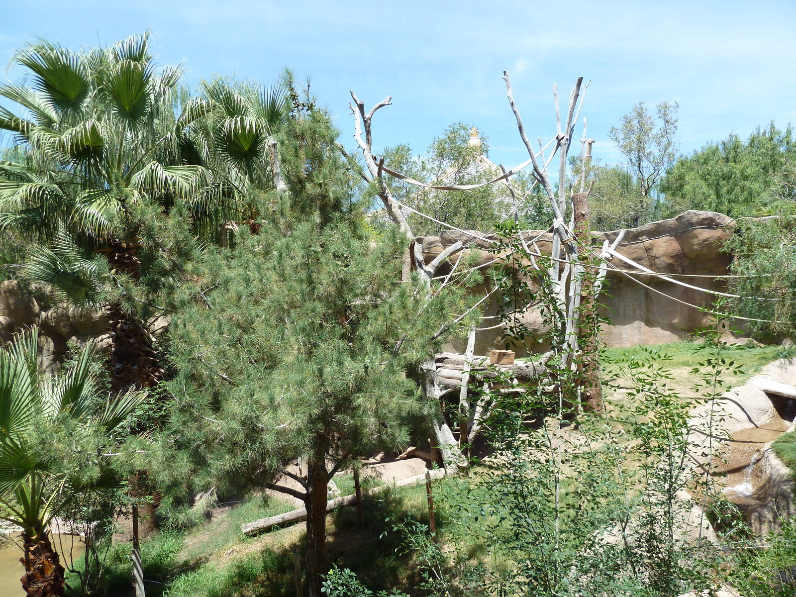 Asia - Sumatran Orangutan Exhibit