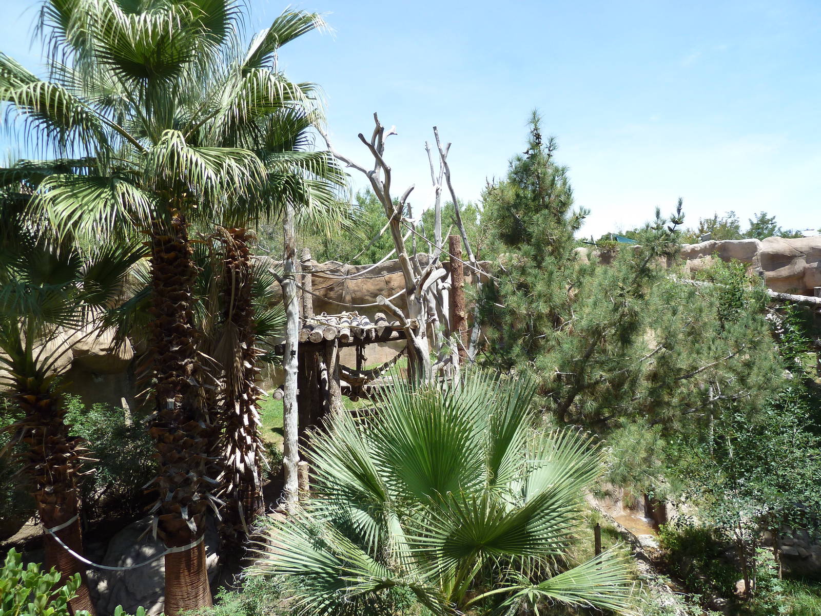 Asia - Sumatran Orangutan Exhibit