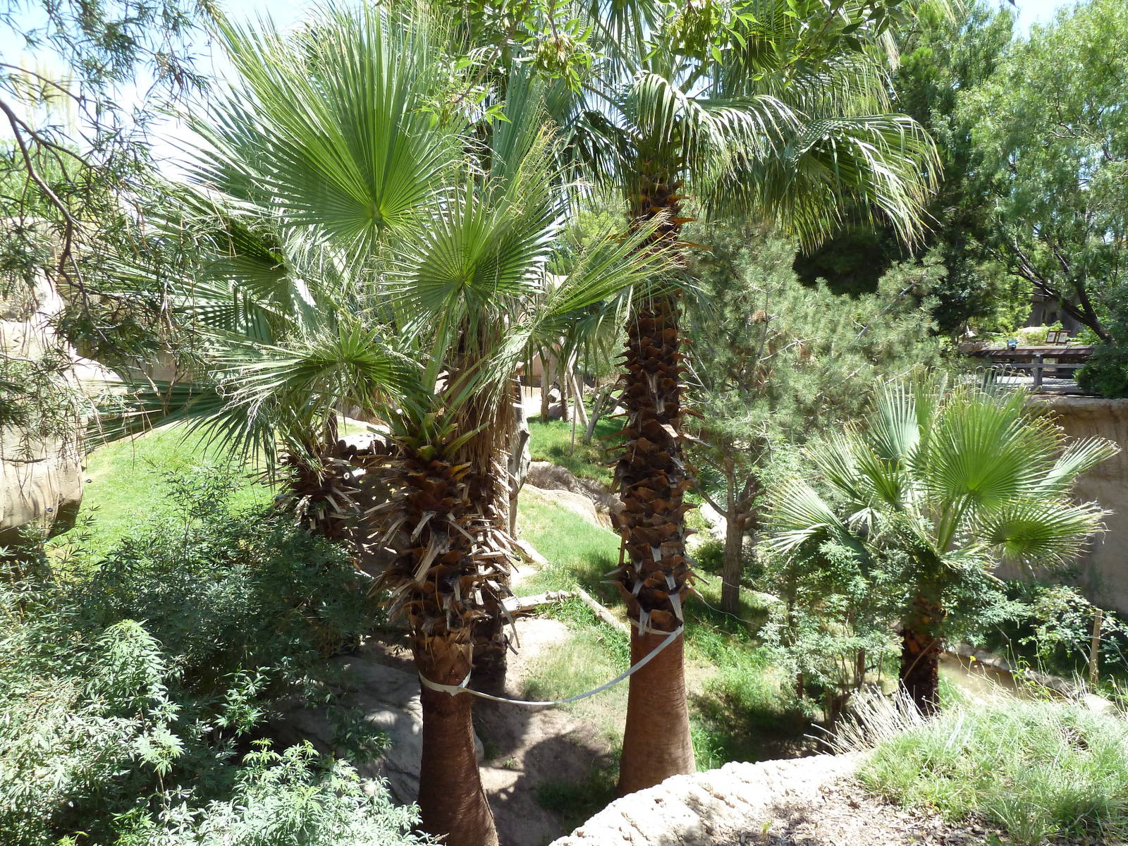 Asia - Sumatran Orangutan Exhibit