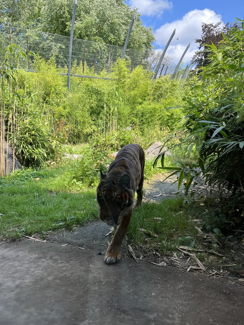 Asia- Sumatran tiger 13.7.23