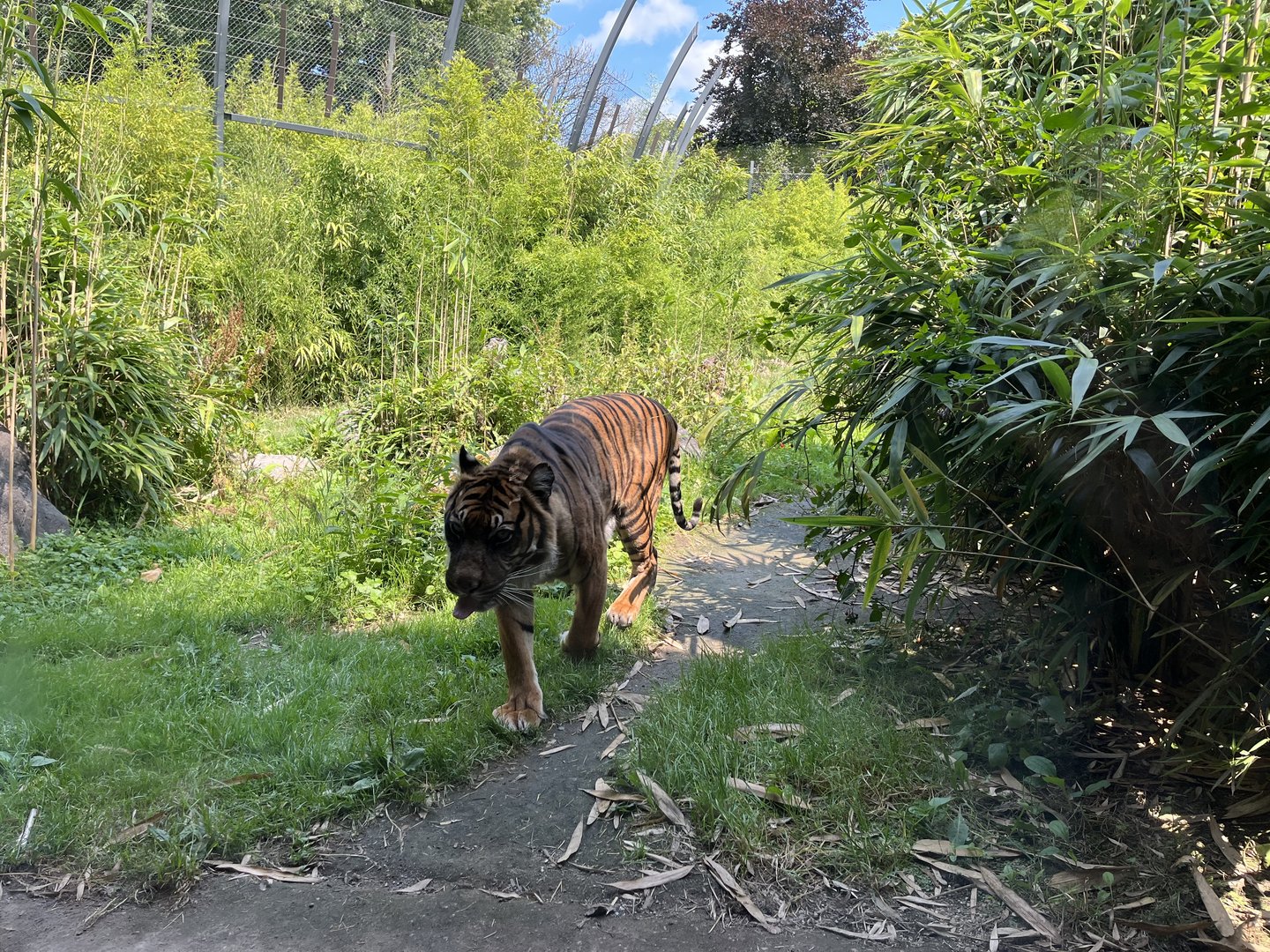 Asia- Sumatran tiger 13.7.23