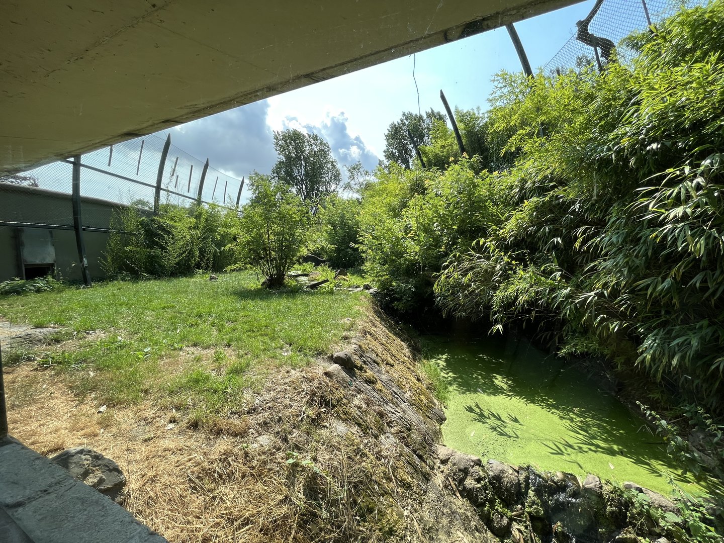 Asia- Sumatran tiger enclosure 13.7.23