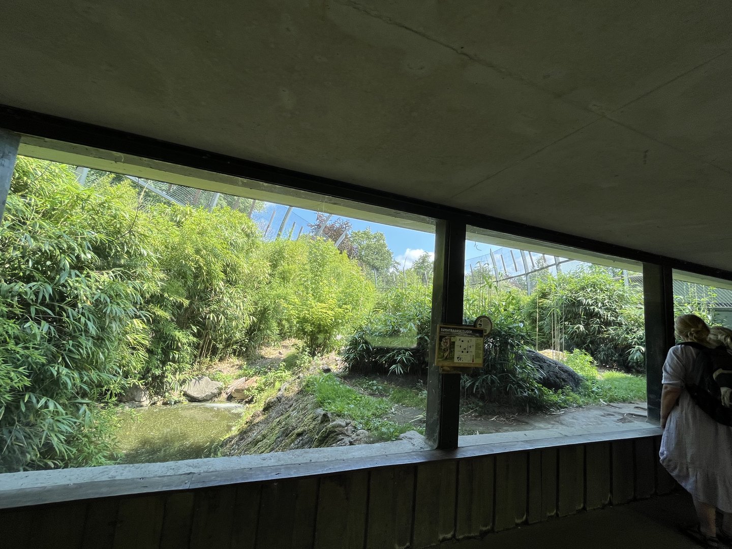 Asia- Sumatran tiger enclosure 13.7.23