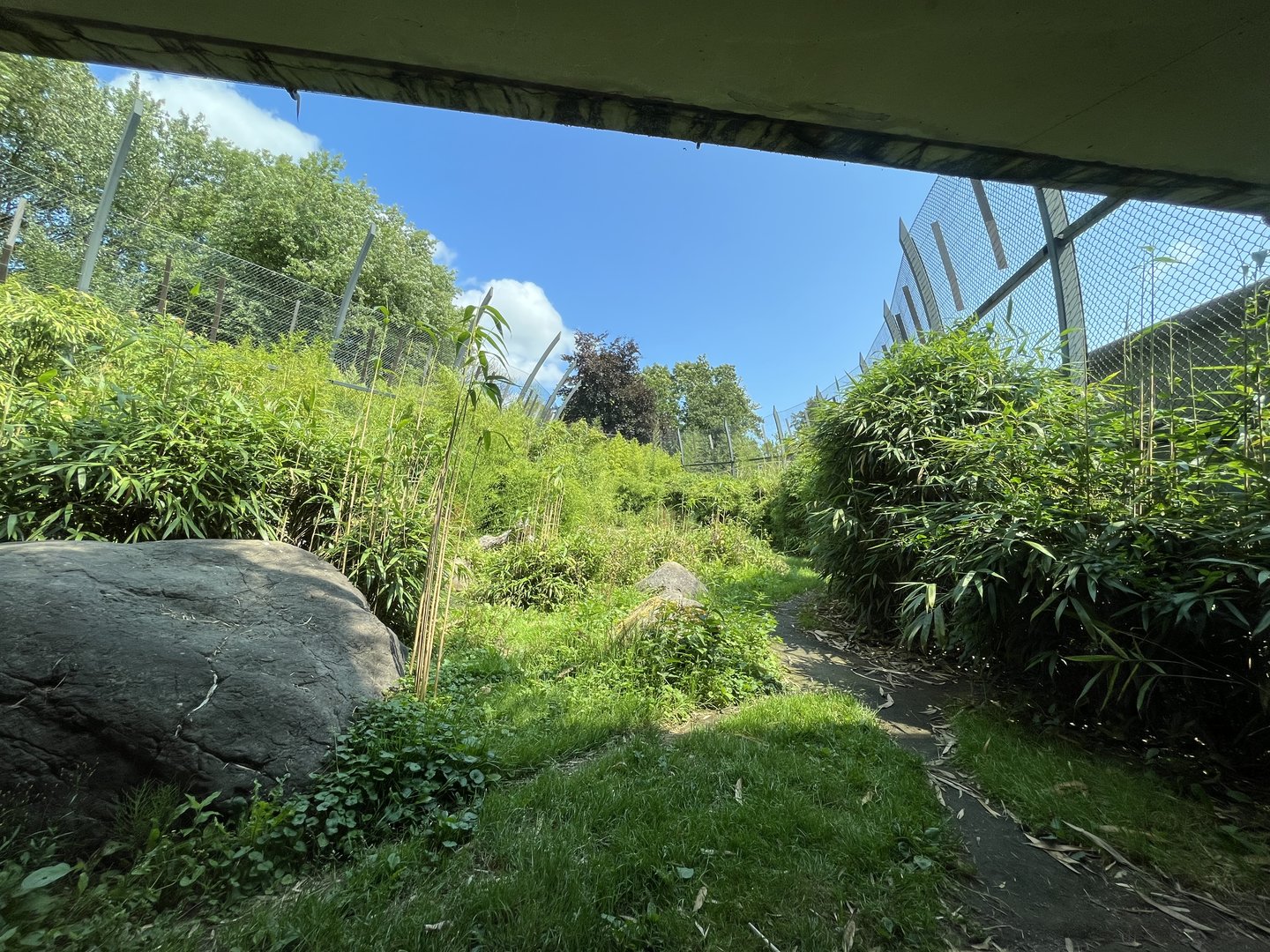 Asia- Sumatran tiger enclosure 13.7.23